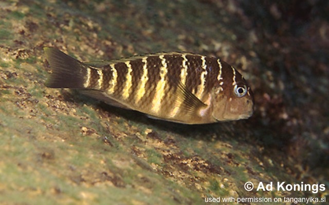 Tropheus moorii 'Ninde'